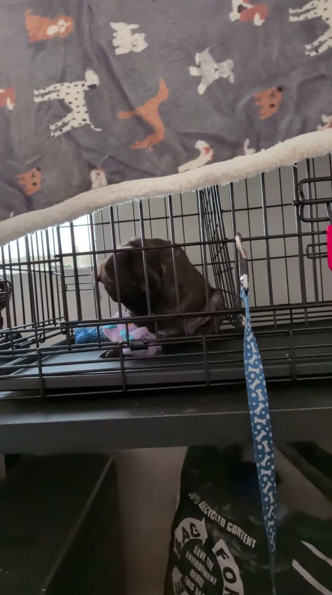 Mixed Breed dogs for sale: Staffy X Frenchie Cross 11 Weeks Old - Video 1