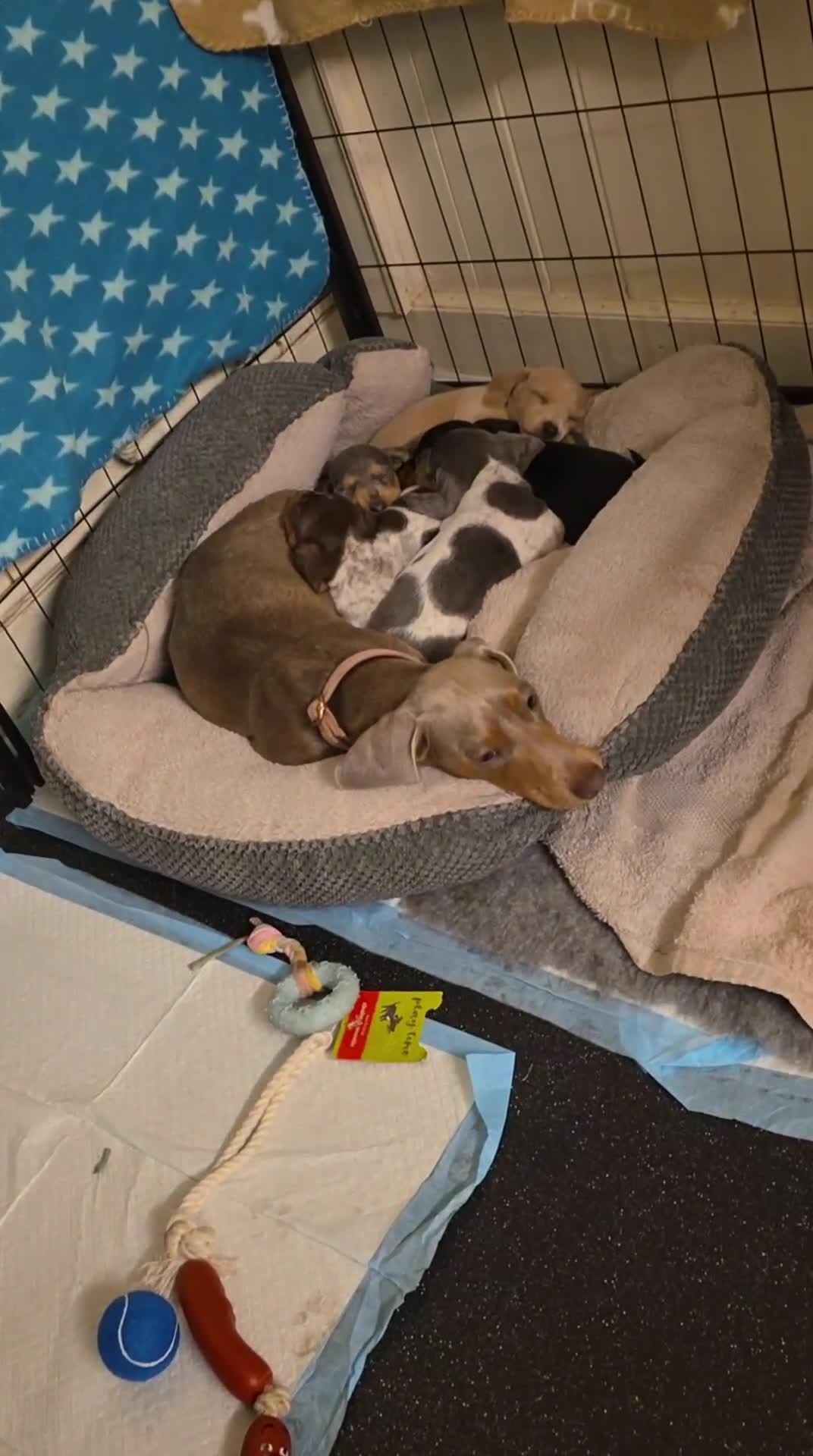 Miniature Dachshund dogs for sale: 🐾 Miniature Dachshund Puppies for Sale 🐾 in Wigan - Video 2