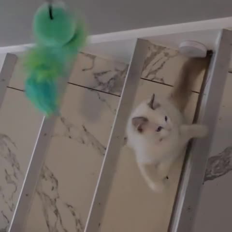 Ragdoll cats for sale: TICA Stunning Championship Line Ragdolls  - Video 2