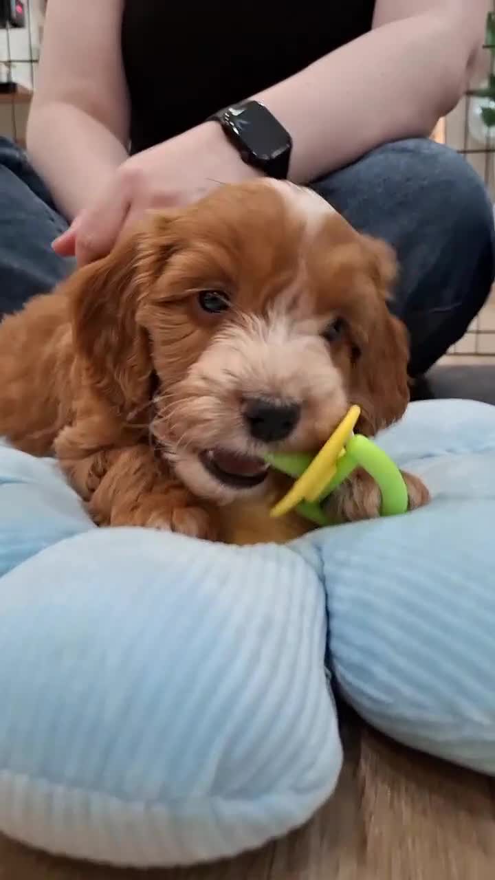 Cockapoo dogs for sale: F1 COCKAPOO PUPS - Video 1