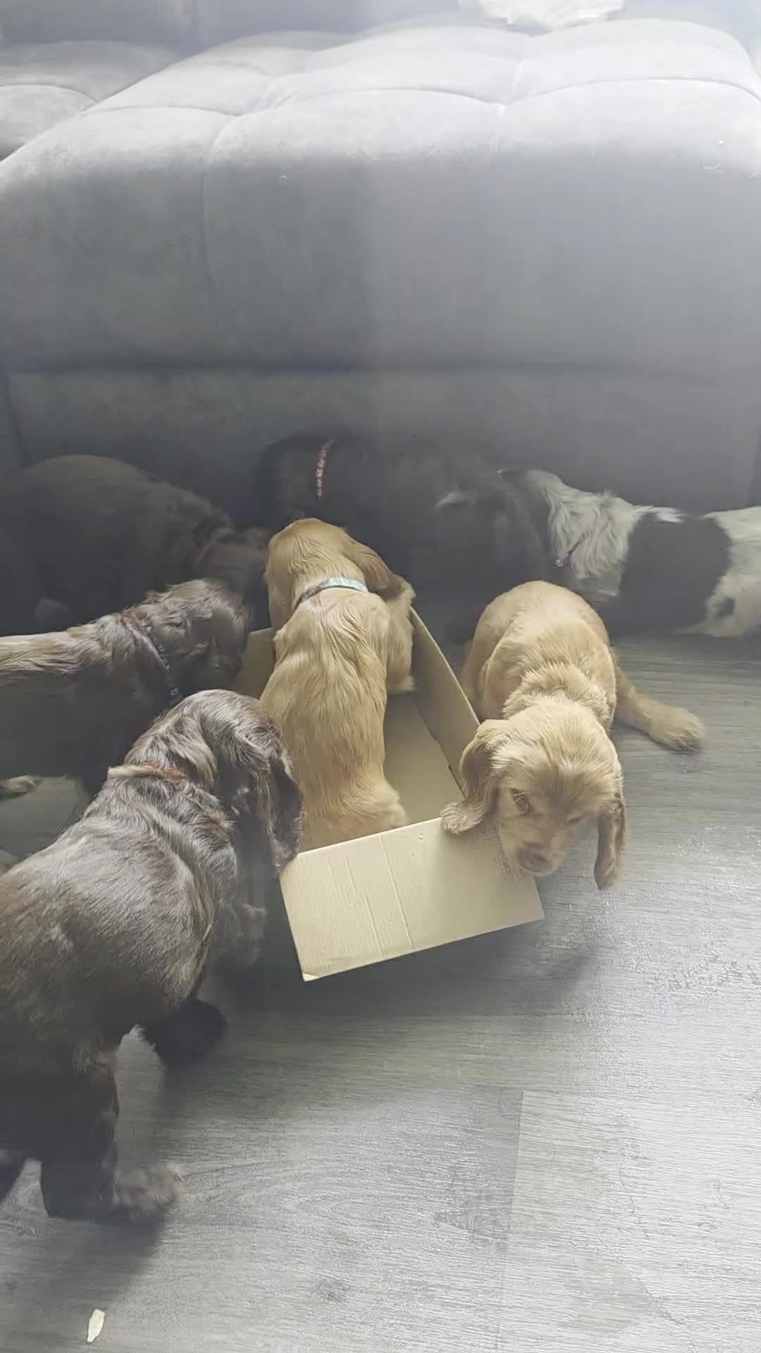 Cocker Spaniel dogs for sale: KC Show Cocker Spaniel  - Video 1
