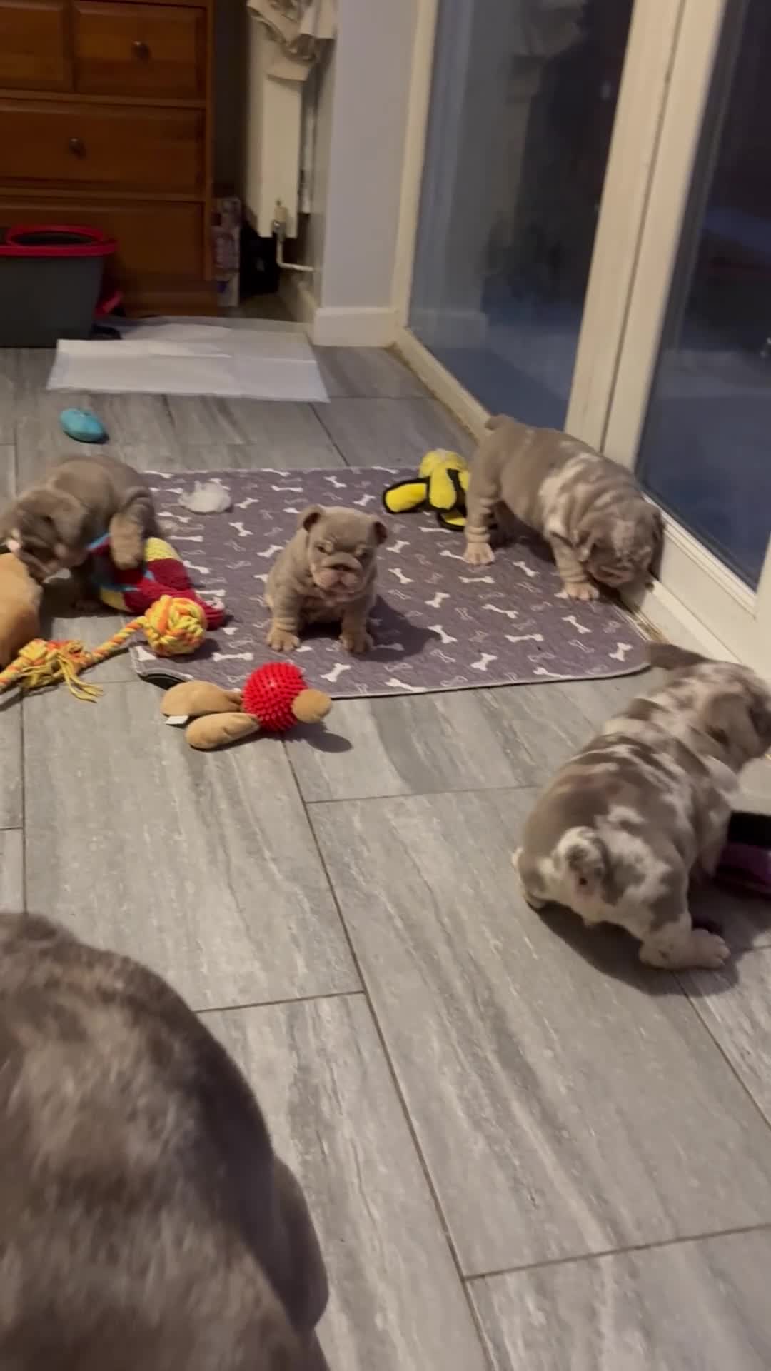 English Bulldog dogs for sale: Last KC English Bulldog Pup – Open to Offers - Video 1