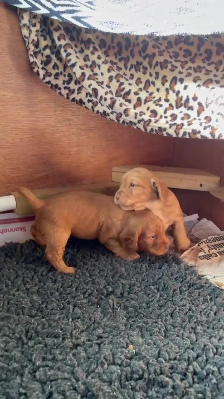 Cocker Spaniel dogs for sale: Kc reg golden Cocker puppies for sale - Video 2