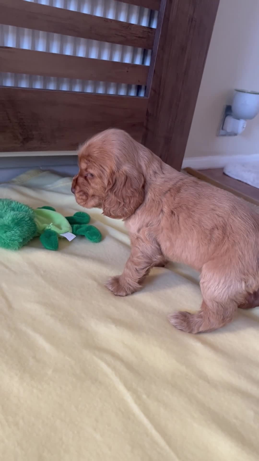 Cocker Spaniel dogs for sale: ** Show Cocker Spaniel Pups ** - Video 2