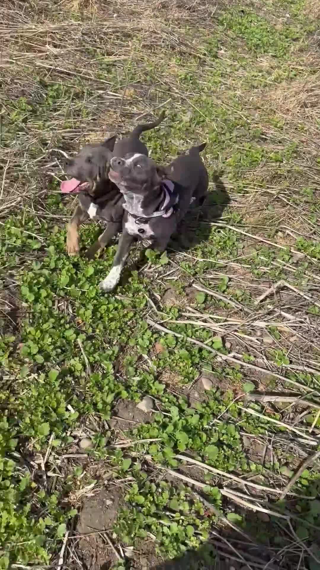 Mixed Breed dogs for sale: Bulldog x Staffie for rehoming.  - Video 1