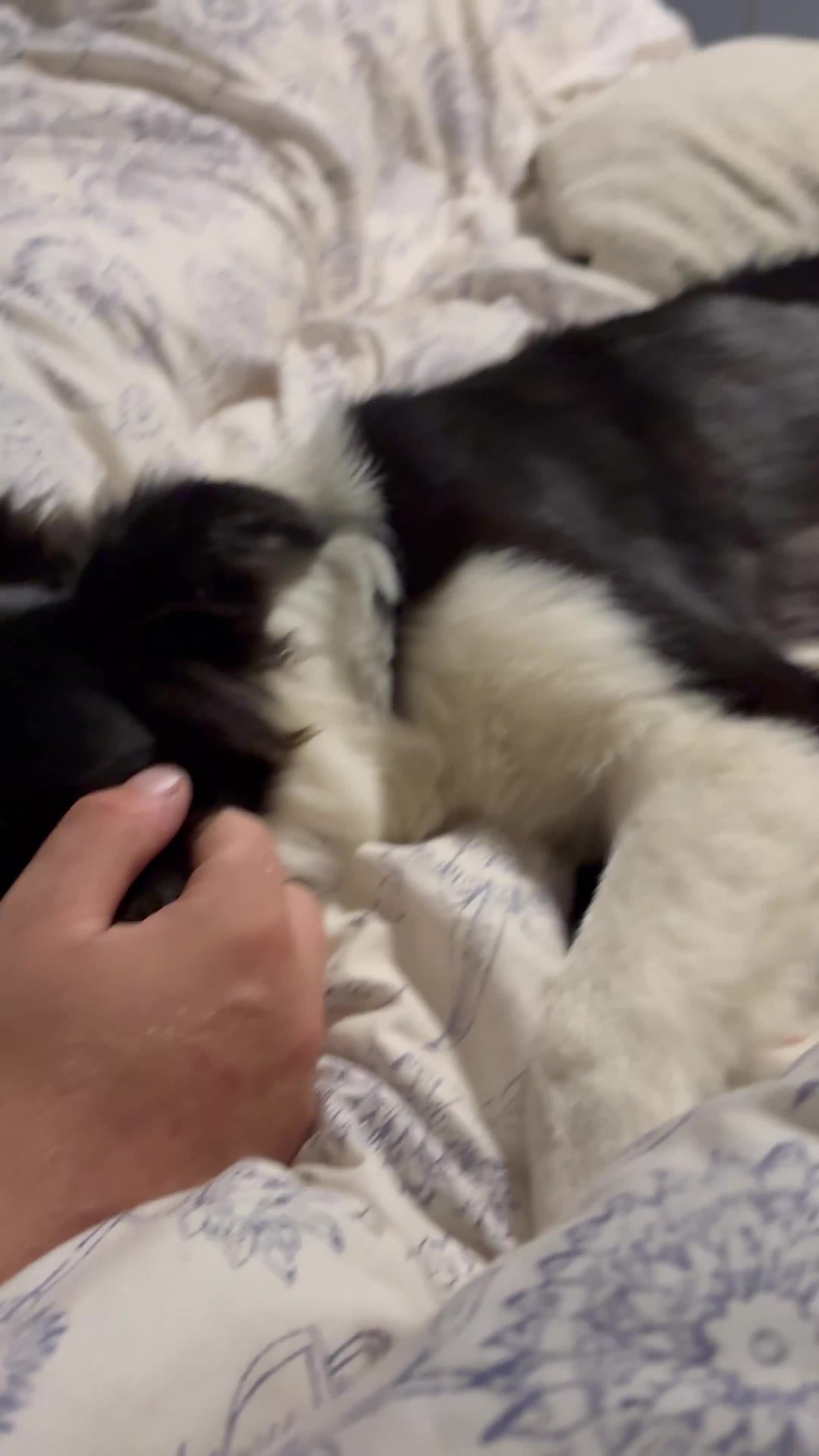 Border Collie dogs for sale: 6 month Border collie girlie for WORKING home - Video 2