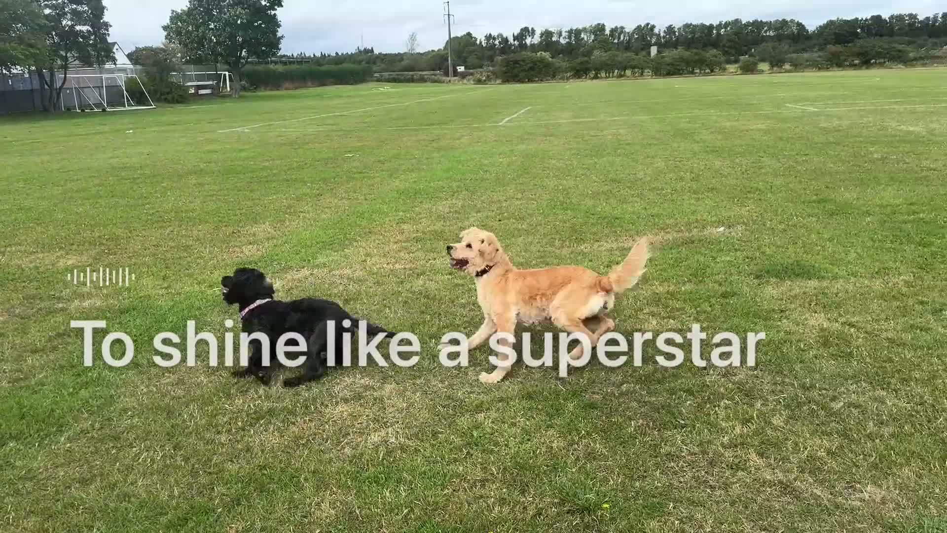Mixed Breed dogs for sale: Australia Labradoodle 3 years old  - Video 3