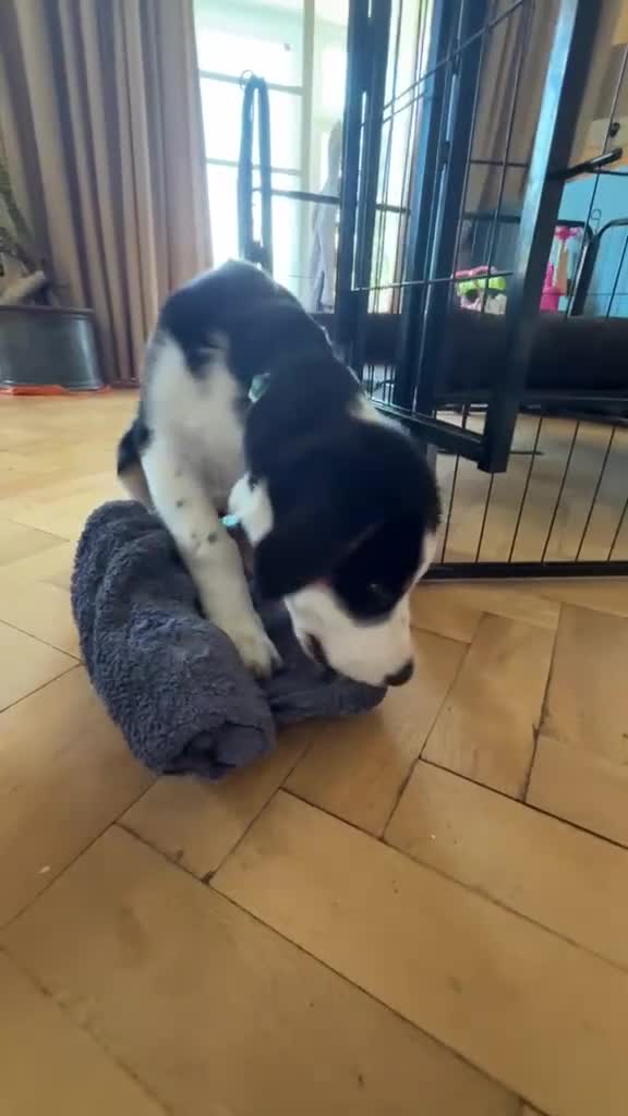 Mixed Breed dogs for sale: Beautiful & Intelligent Collie Mix Needs 4eva Home - Video 3