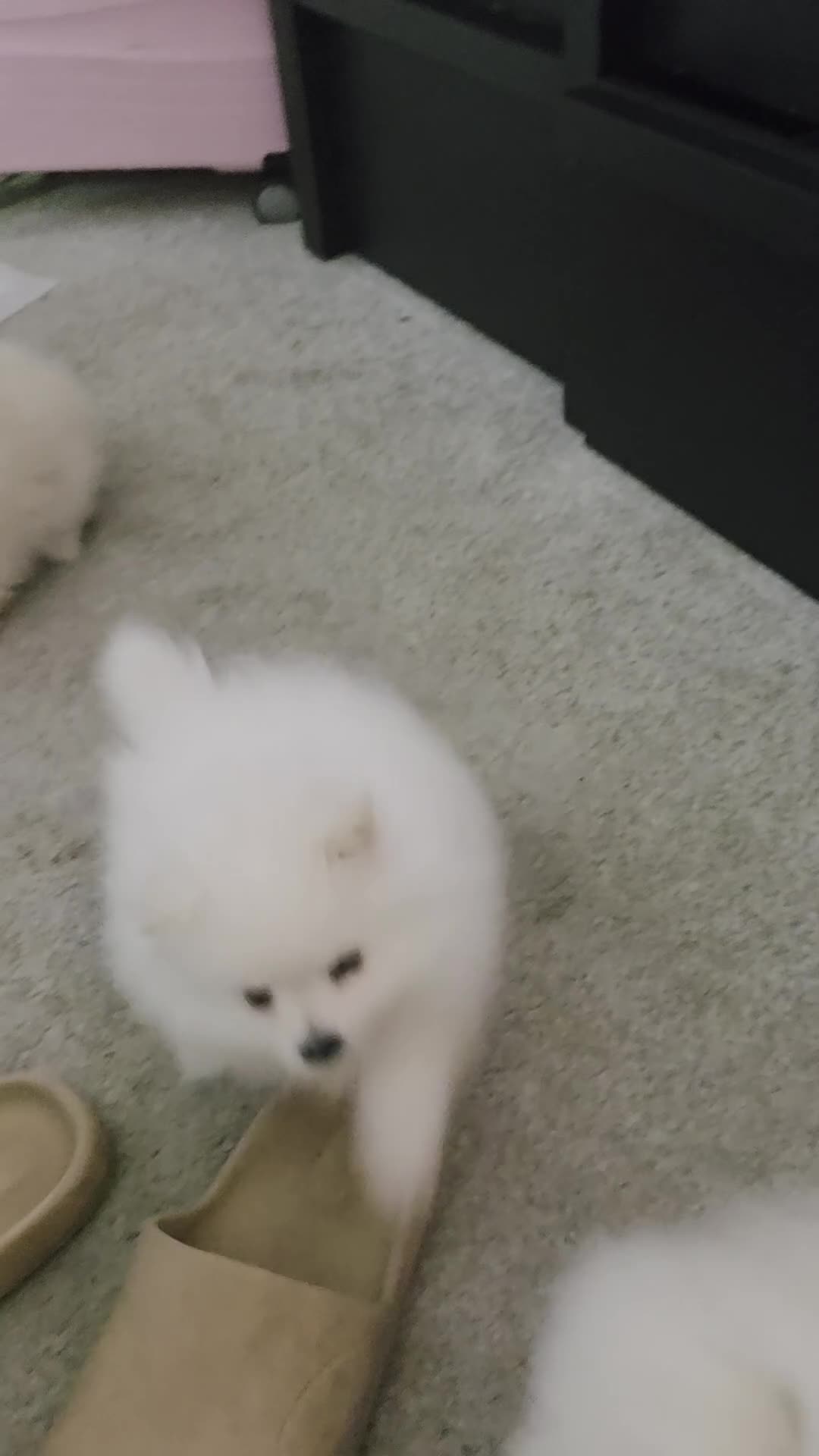 Pomeranian dogs for sale: Last girl!smalest one! - Video 1