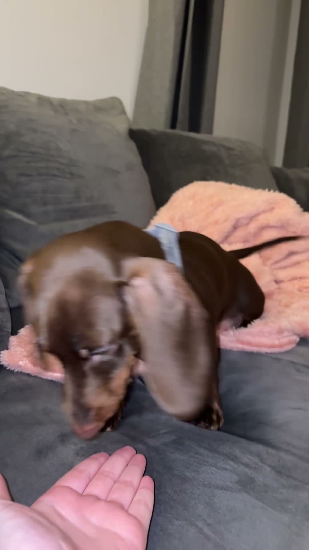 Dachshund dogs for sale: Male Dachshund For Rehoming in Liverpool - Video 1