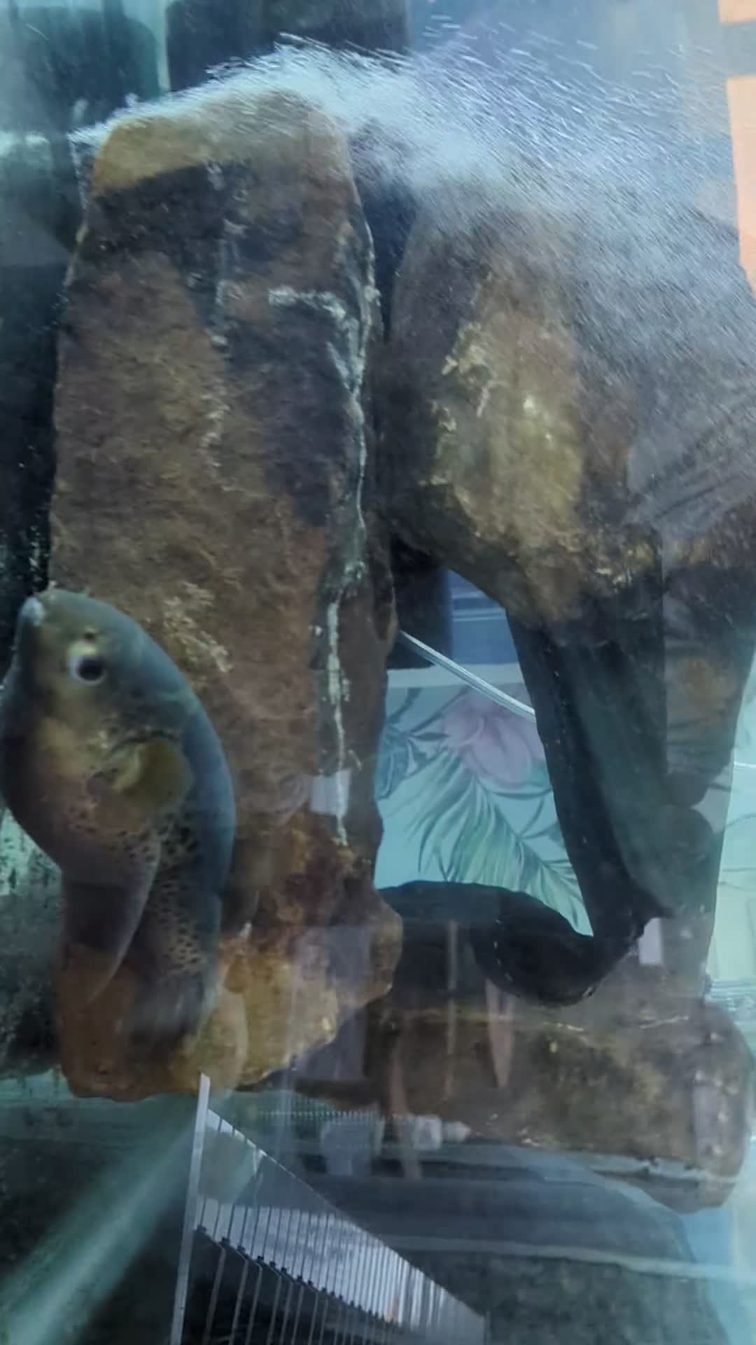 Pufferfish fish for sale: Green spotted puffer fish  - Video 1