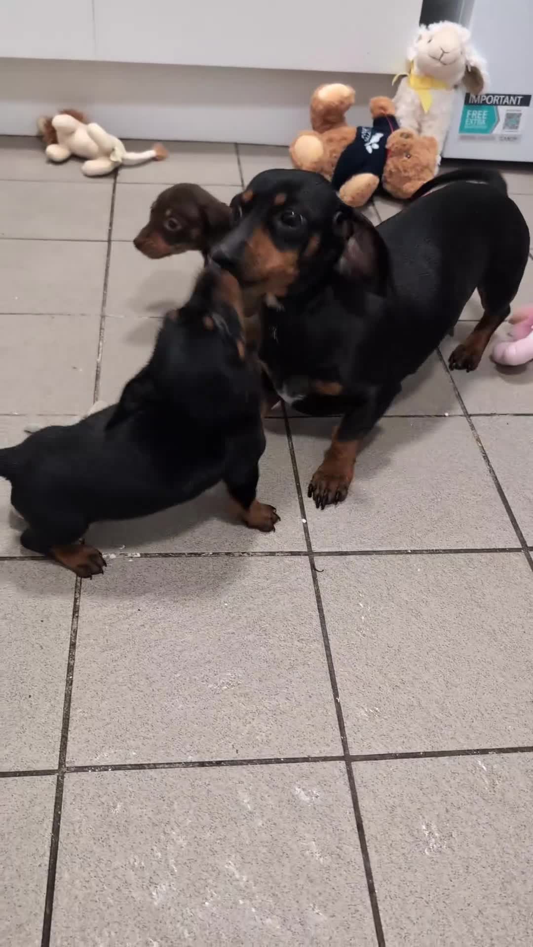 Miniature Dachshund dogs for sale: Tiny Miniature Dachshunds!! DNA CLEAR - Video 1