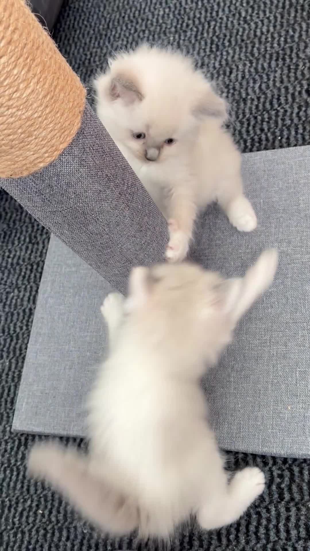 Ragdoll cats for sale: GCCF REGISTERED DNA TESTED PARENTS - Video 1