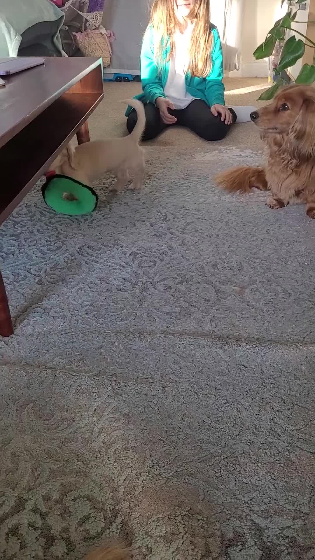 Miniature Dachshund dogs for sale: KC long haired cream female mini dax - Video 1