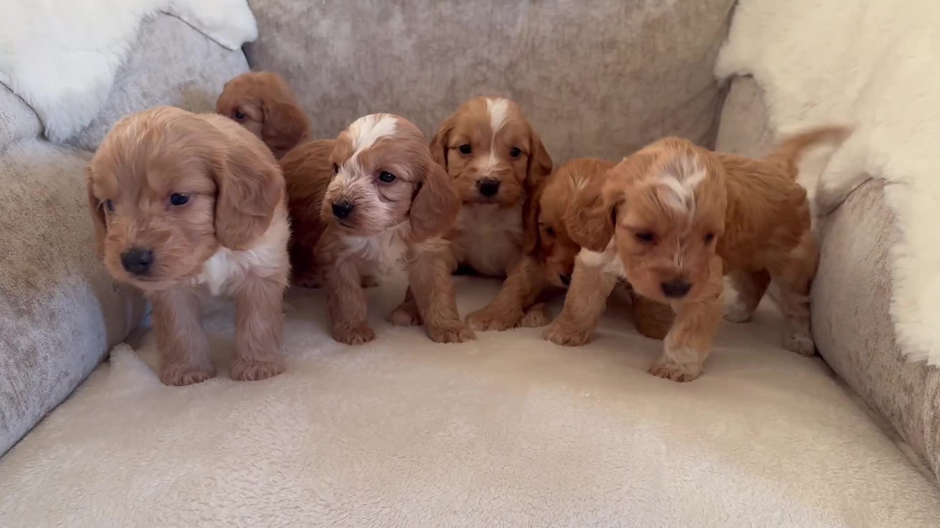 Cockapoo dogs for sale: F1 Cockapoo puppies - Video 1