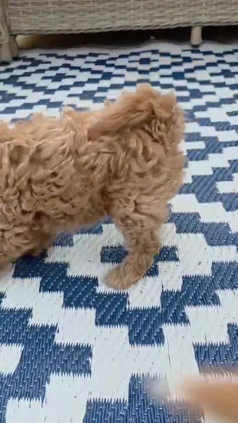 Maltipoo dogs for sale:  Adorable Tiny Toy Maltipoo puppies 🐶 - Video 1