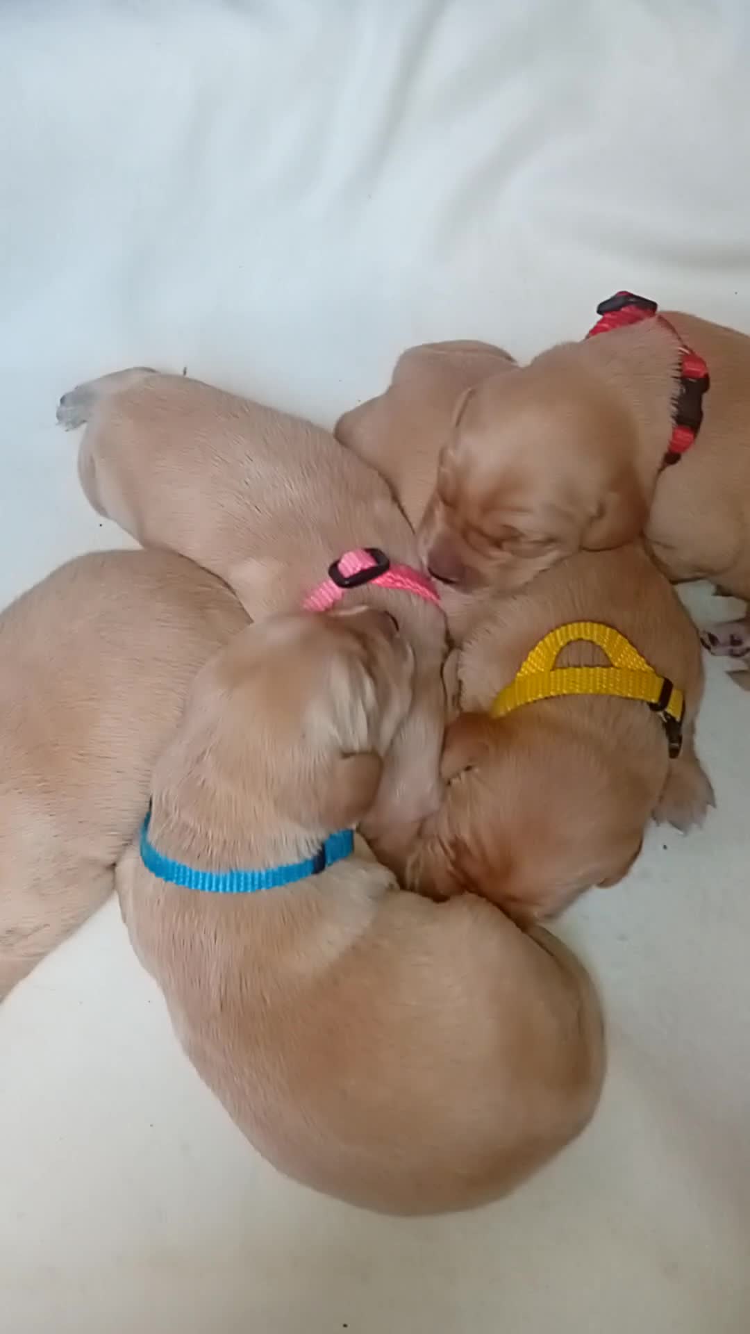 Labrador Retriever dogs for sale: Fox red labrador puppies  - Video 1