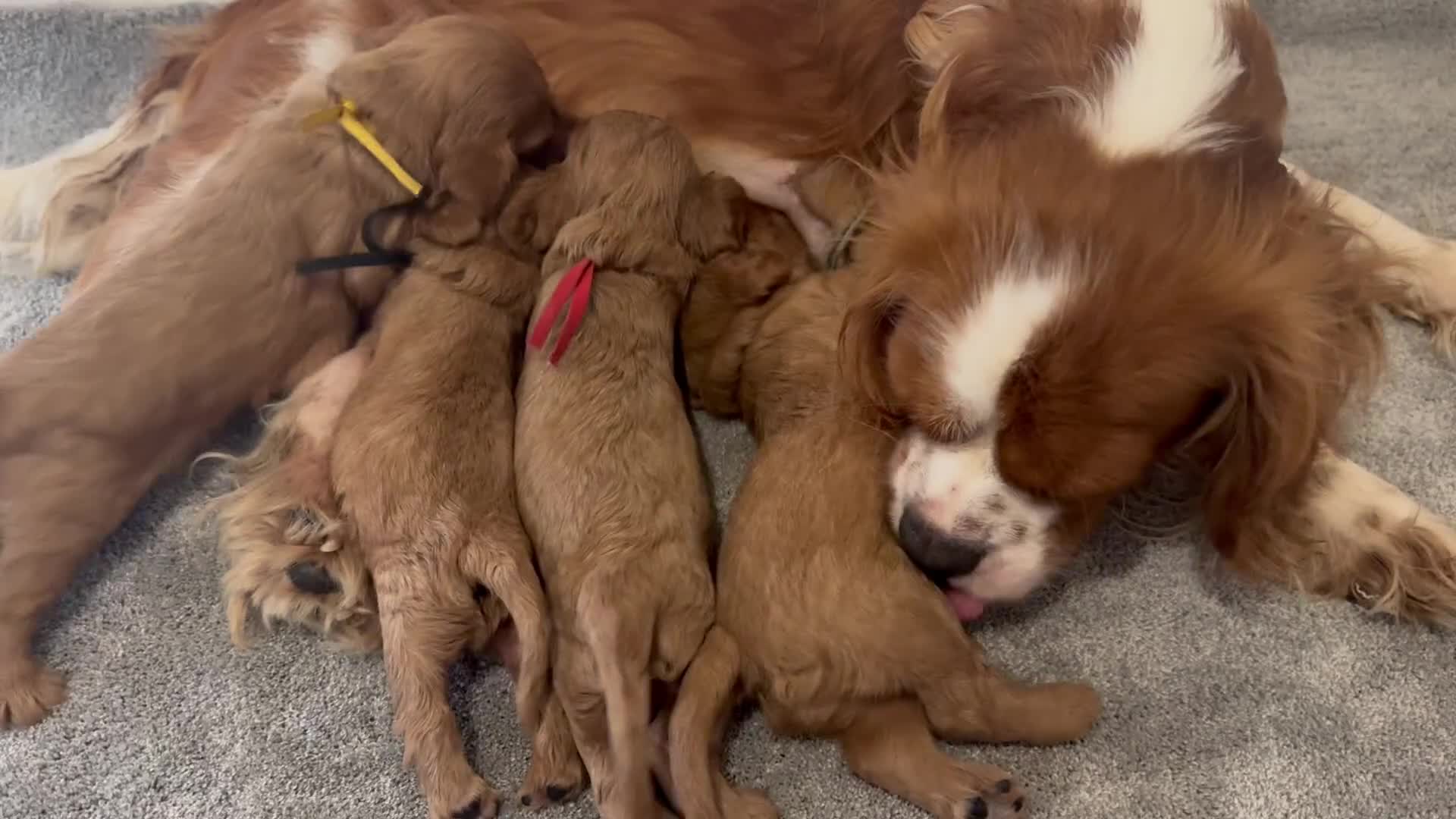Cavalier King Charles Spaniel dogs for sale: Beautiful red KC boys health tested parents 😍🐶😍 in Swanley - Video 2
