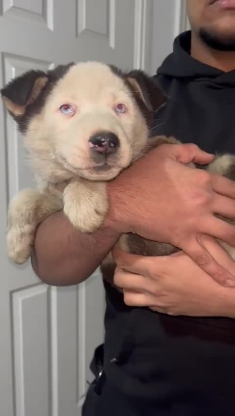 Siberian Husky dogs for sale: Husky puppy's  - Video 2