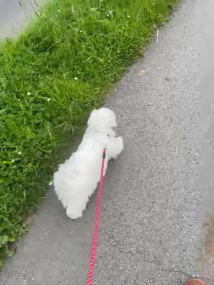 Malshi dogs for sale: Maltese x Shih tzu - Video 1