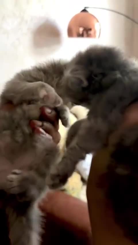 Persian cats for sale: Himalayan Persians - Video 1