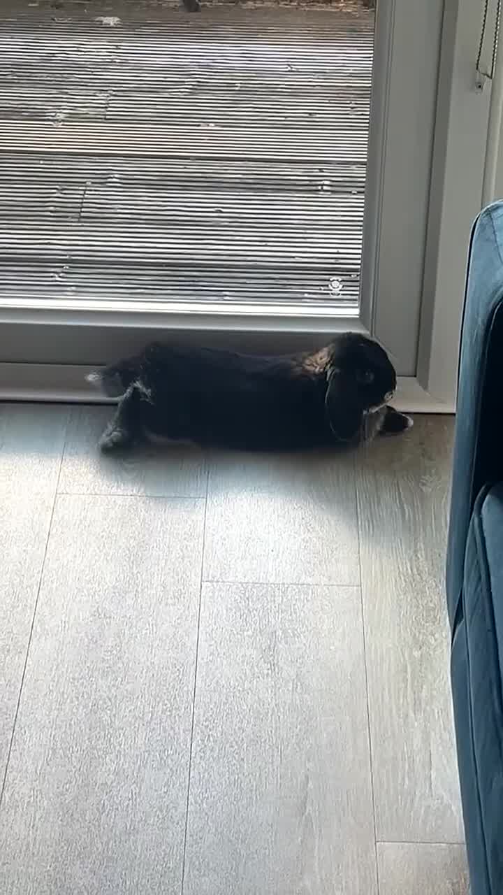 Mini Lop rabbits for sale: Black Mini Lop 10 months old  - Video 1