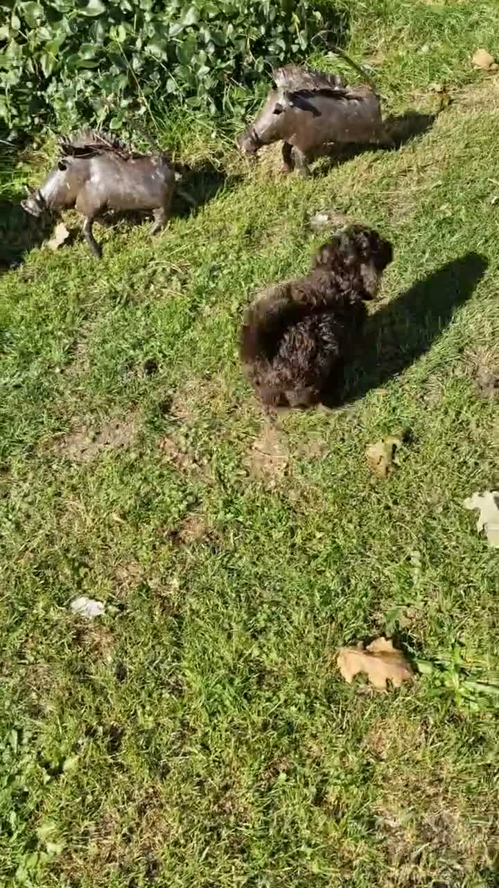 Toy Poodle dogs for sale: KC REG CHOCOLATE TOY POODLE PUPPYS  - Video 1