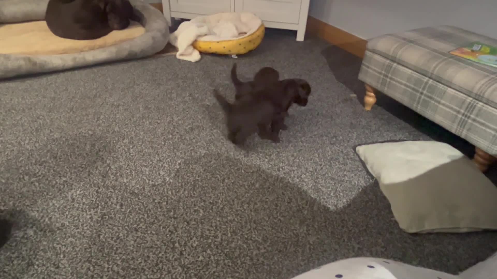 Labradoodle dogs for sale: * READY* MiniF1B Labradoodle - Video 2