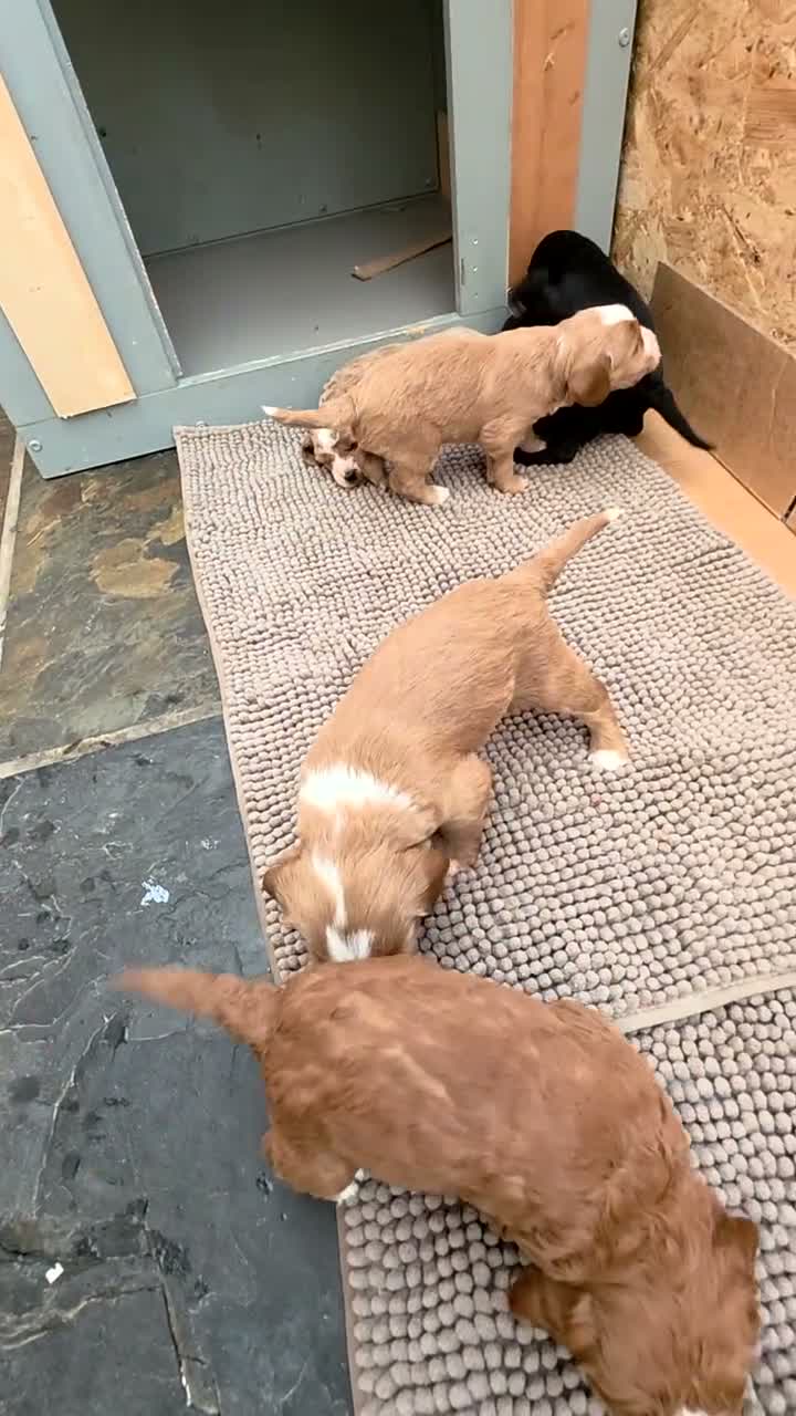 Cockapoo dogs for sale: Beautiful F1b Cockapoo Puppies – Caernarfon - Video 1