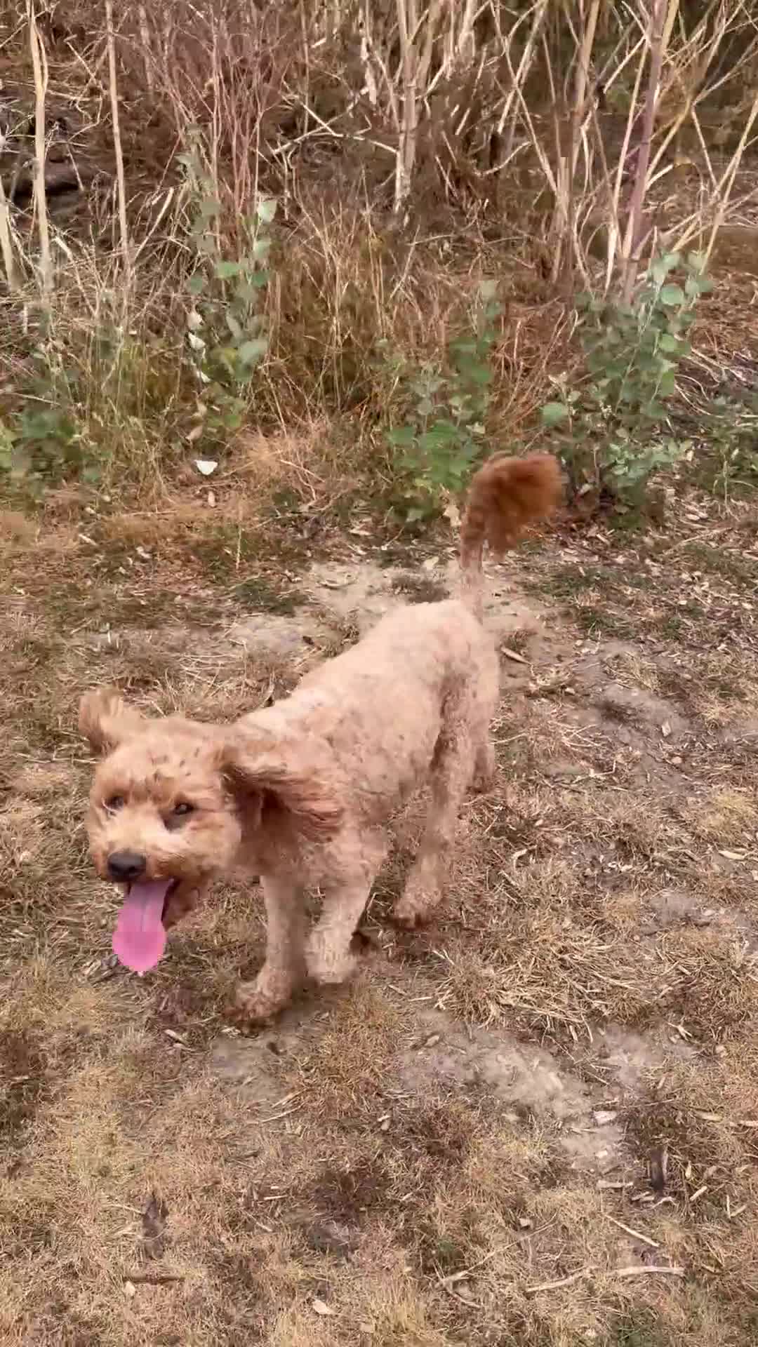 Cavapoo dogs for sale: WAITING LIST F1cavspoos ExtensivelyHealthTested  - Video 1