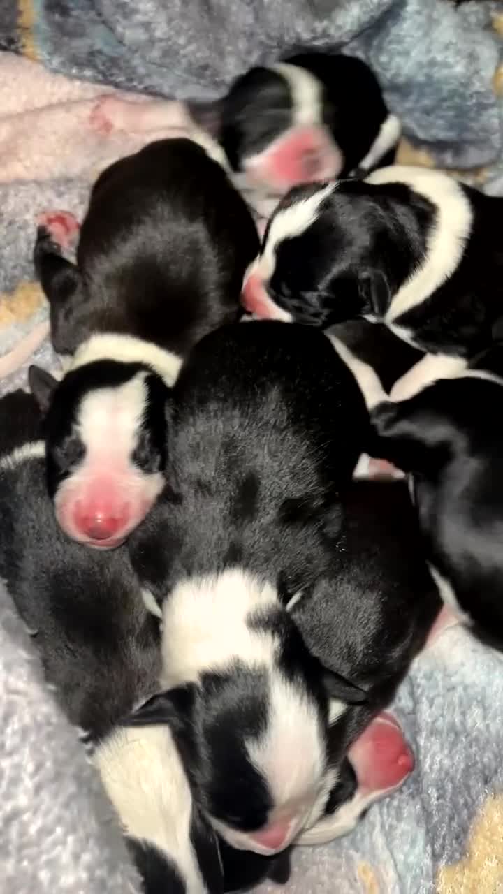 Mixed Breed dogs for sale: 🐾 Border Collie x Blue Heeler Puppies 🐾 in Crewe - Video 1