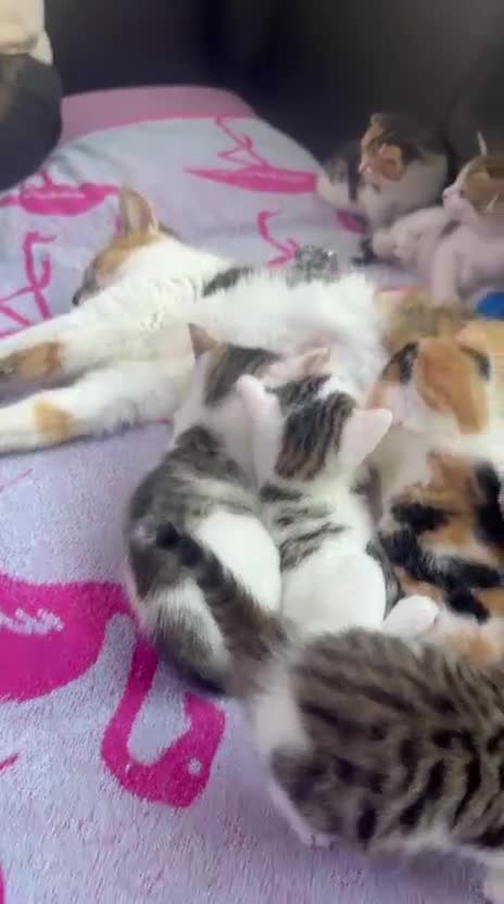 Domestic Shorthair cats for sale: Adorable Kittens Looking for Loving Homes! in Hounslow - Video 1