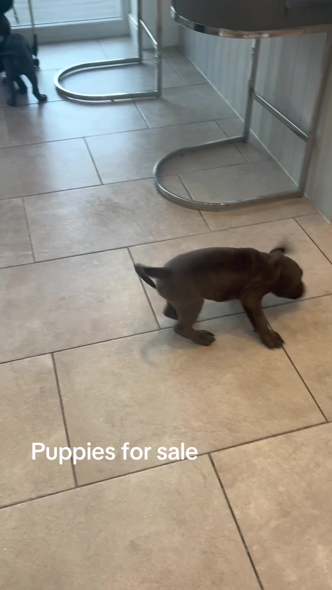 Cane Corso dogs for sale: Pure CANE CORSO BABYS . From £1000 - Video 3