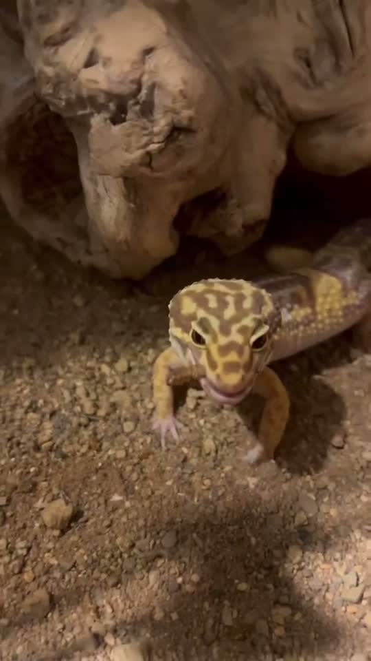 Leopard Gecko reptiles for sale: trempeh leopard gecko  - Video 1