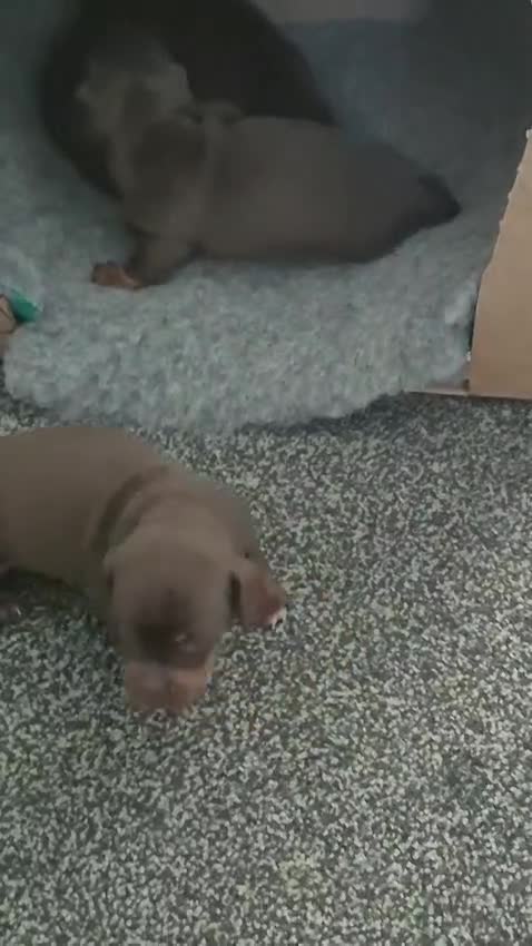 Miniature Dachshund dogs for sale: Miniture dachshund smooth hair puppies  - Video 4