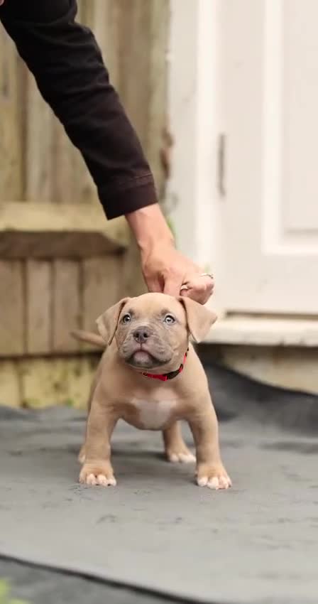 American Bully dogs for sale: American Bully Puppies - Video 2