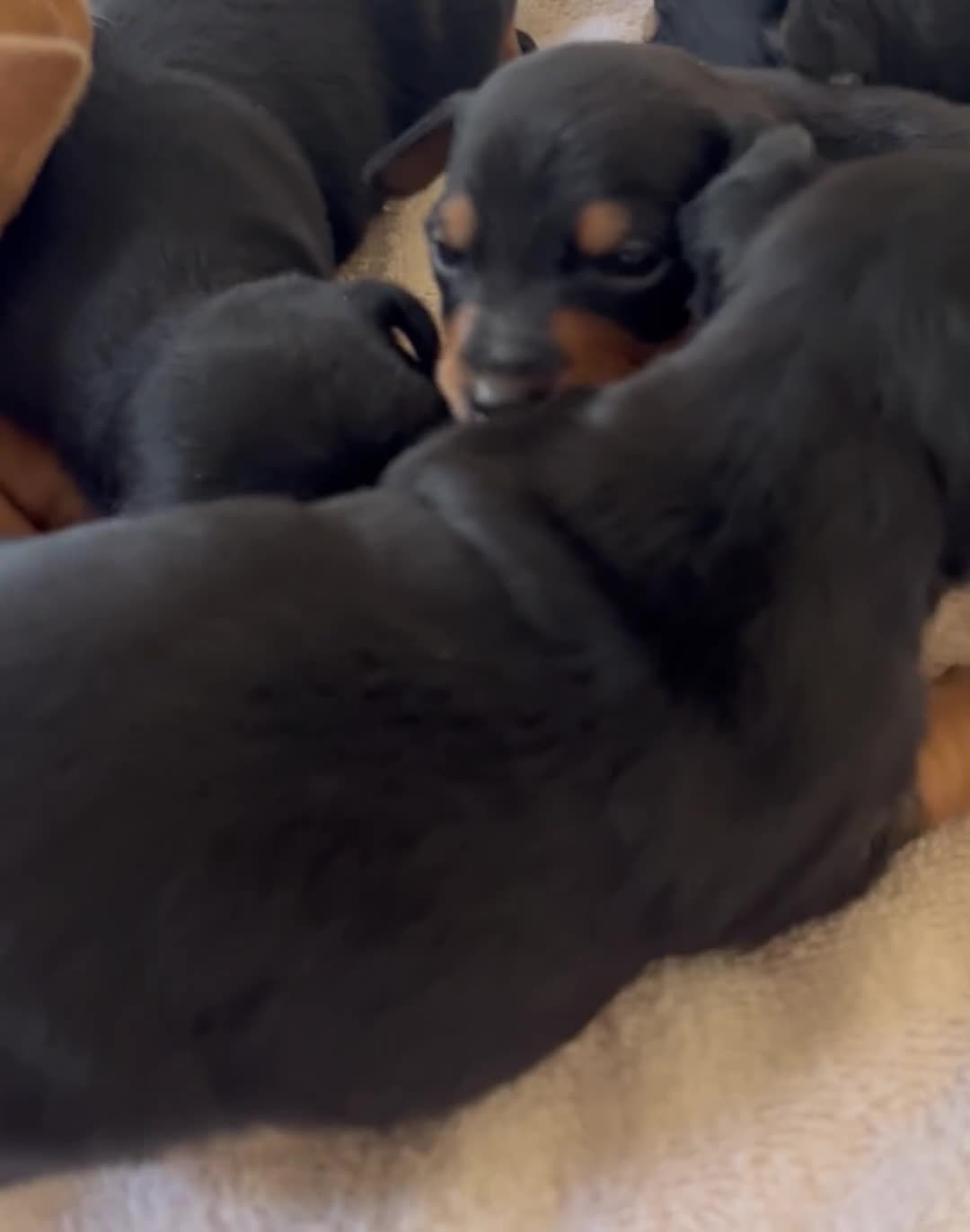 Miniature Pinscher dogs for sale: Beautiful  pinchers pups - Video 1