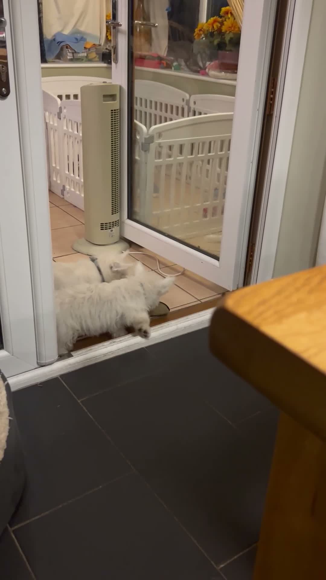 West Highland Terrier dogs for sale: Last little man - Video 1