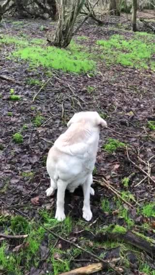 Labrador Retriever dogs for stud: 🌟Fully Health Tested Labrador at stud🌟 in Malmesbury - Video 1