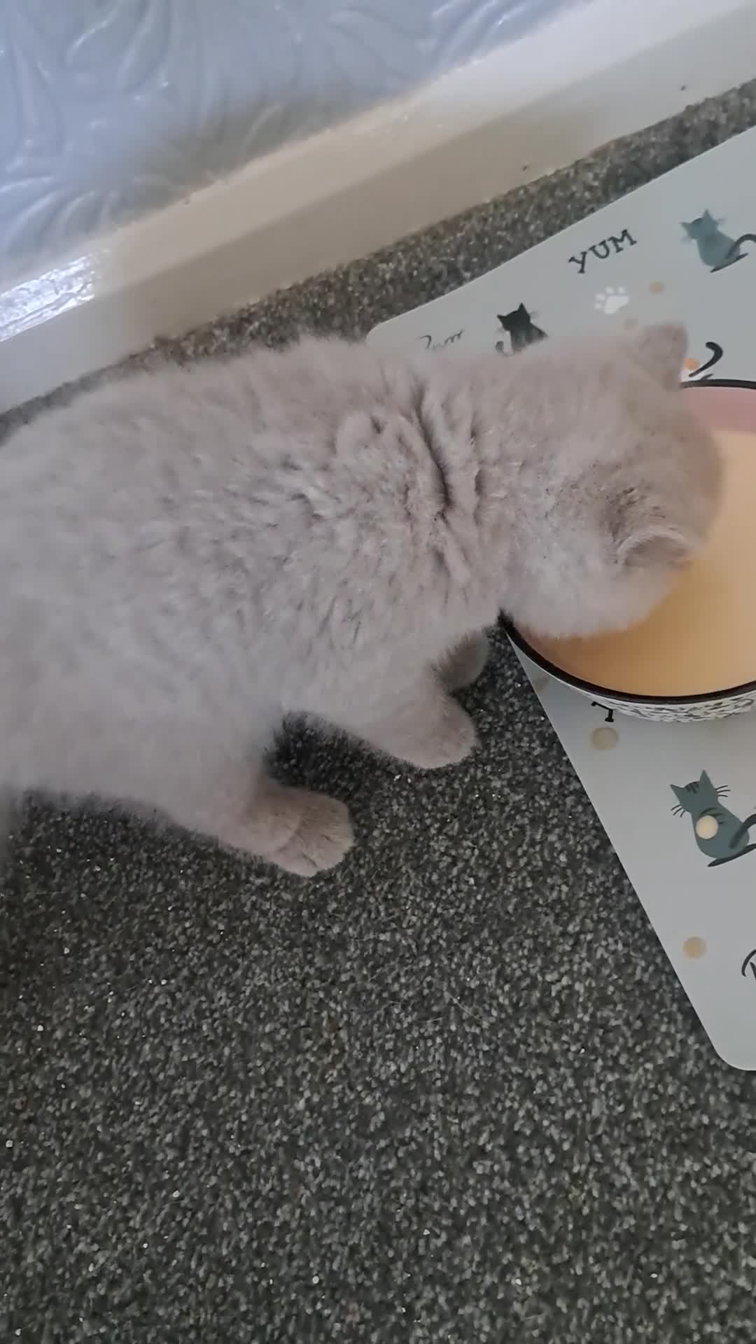 British Shorthair cats for sale: Chunky BSH kitten.PET ONLY - Video 3