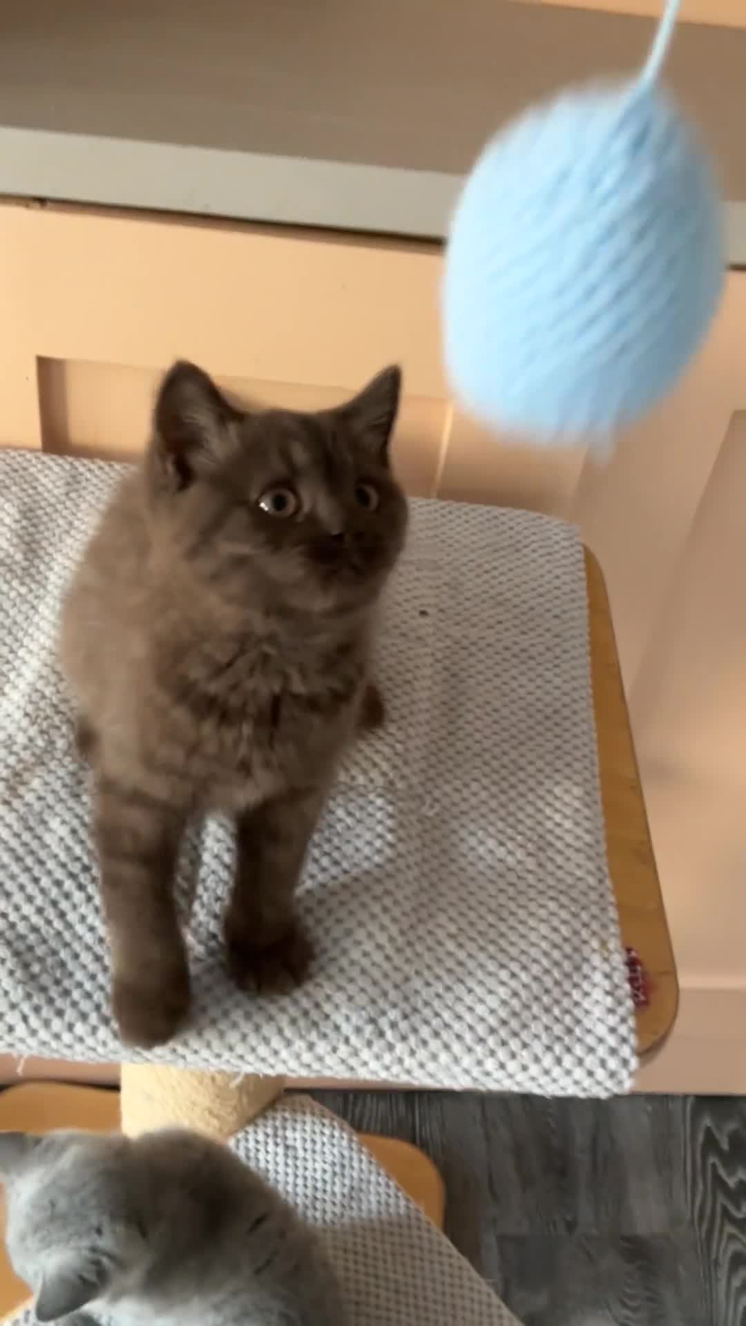British Shorthair cats for sale: Chocolate British Shorthair female  - Video 1
