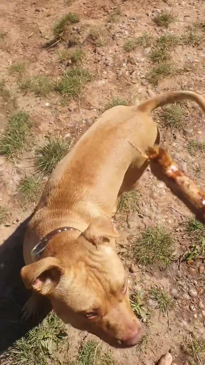 Mixed Breed dogs for sale: Loving Dog Looking for a Forever Home! - Video 2