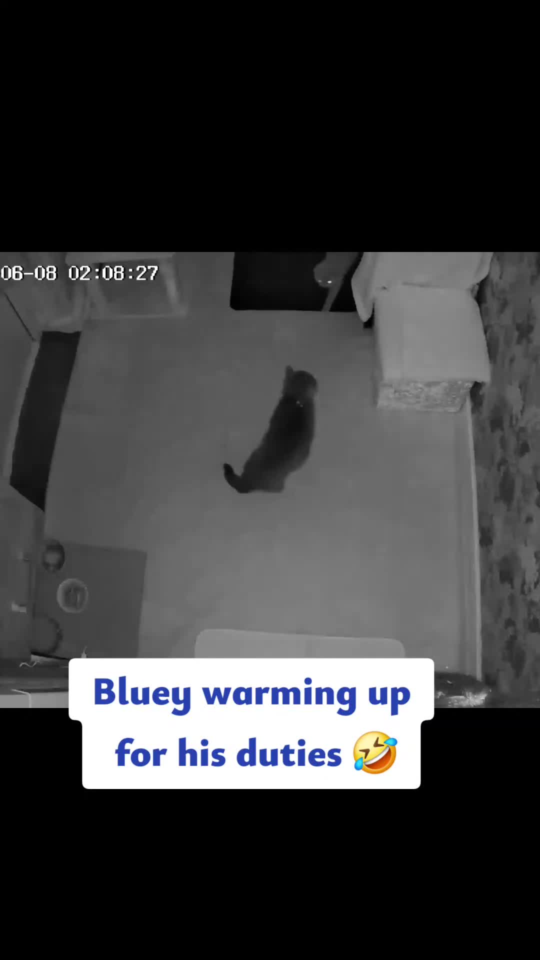 British Shorthair cats for stud: Active GCCF British Shorthair Stud  - Video 4