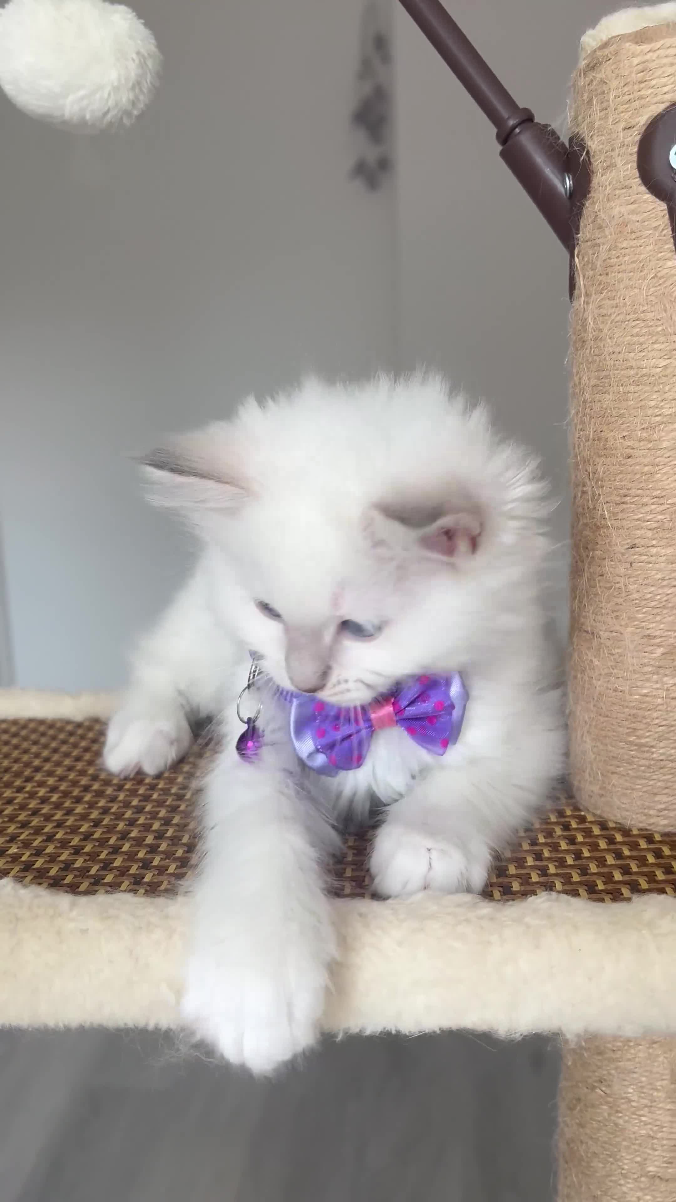 Ragdoll cats for sale: Registered Ragdoll kittens for sale - Video 4