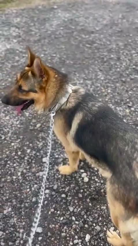 German Shepherd dogs for sale: Beautiful German Shepherd Puppies  - Video 1