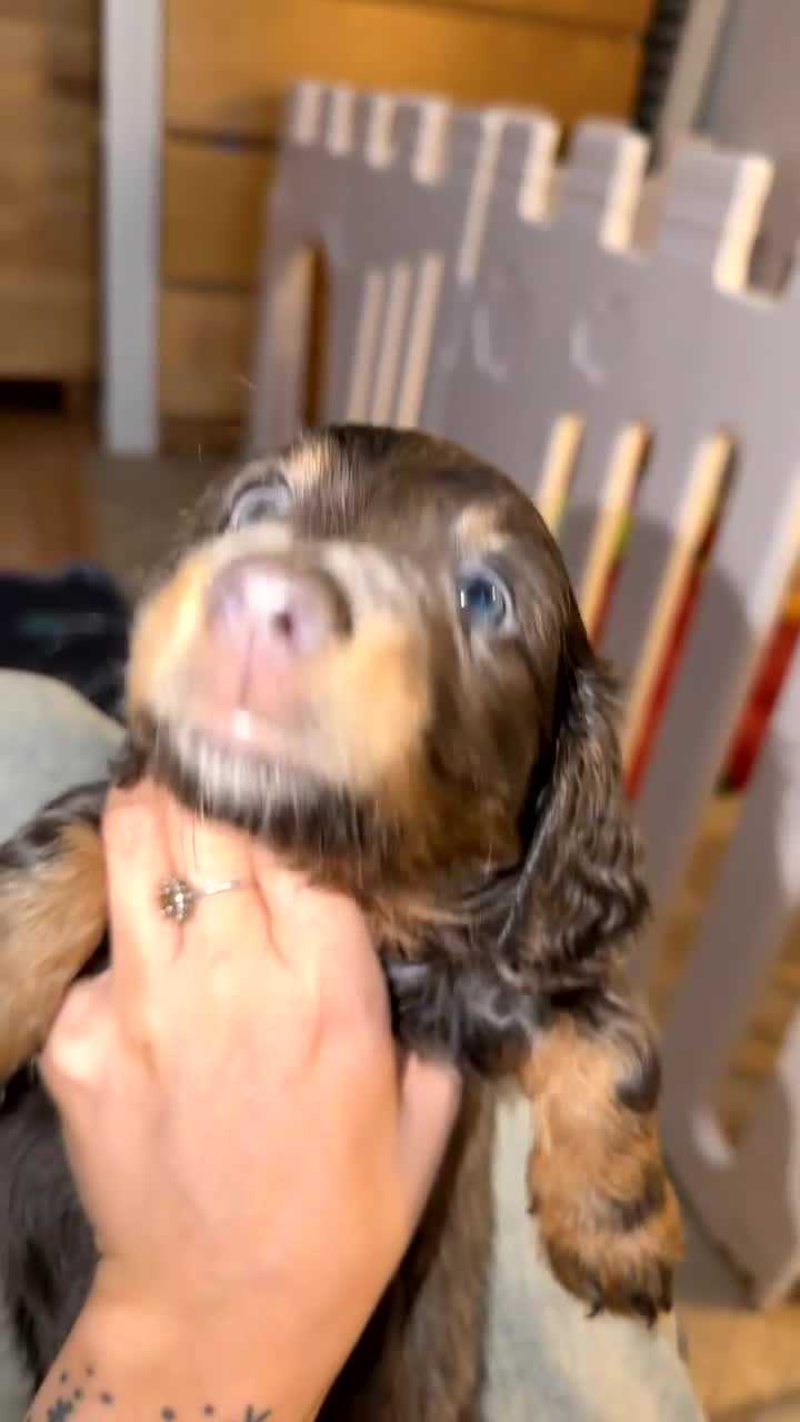 Miniature Dachshund dogs for sale: Male longhair mini dachshund blue&tan  - Video 2