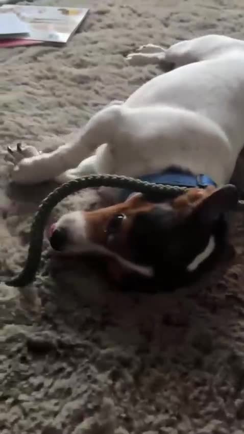 Mixed Breed dogs for sale: Lady Daisy age 5 requires a loving home  - Video 1