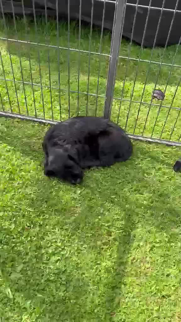 Cocker Spaniel dogs for sale: Kc registered Cocker Spaniels  - Video 1