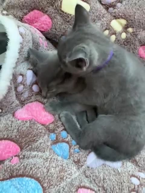 Russian Blue cats for sale: Kittens looking for a forever home  - Video 2