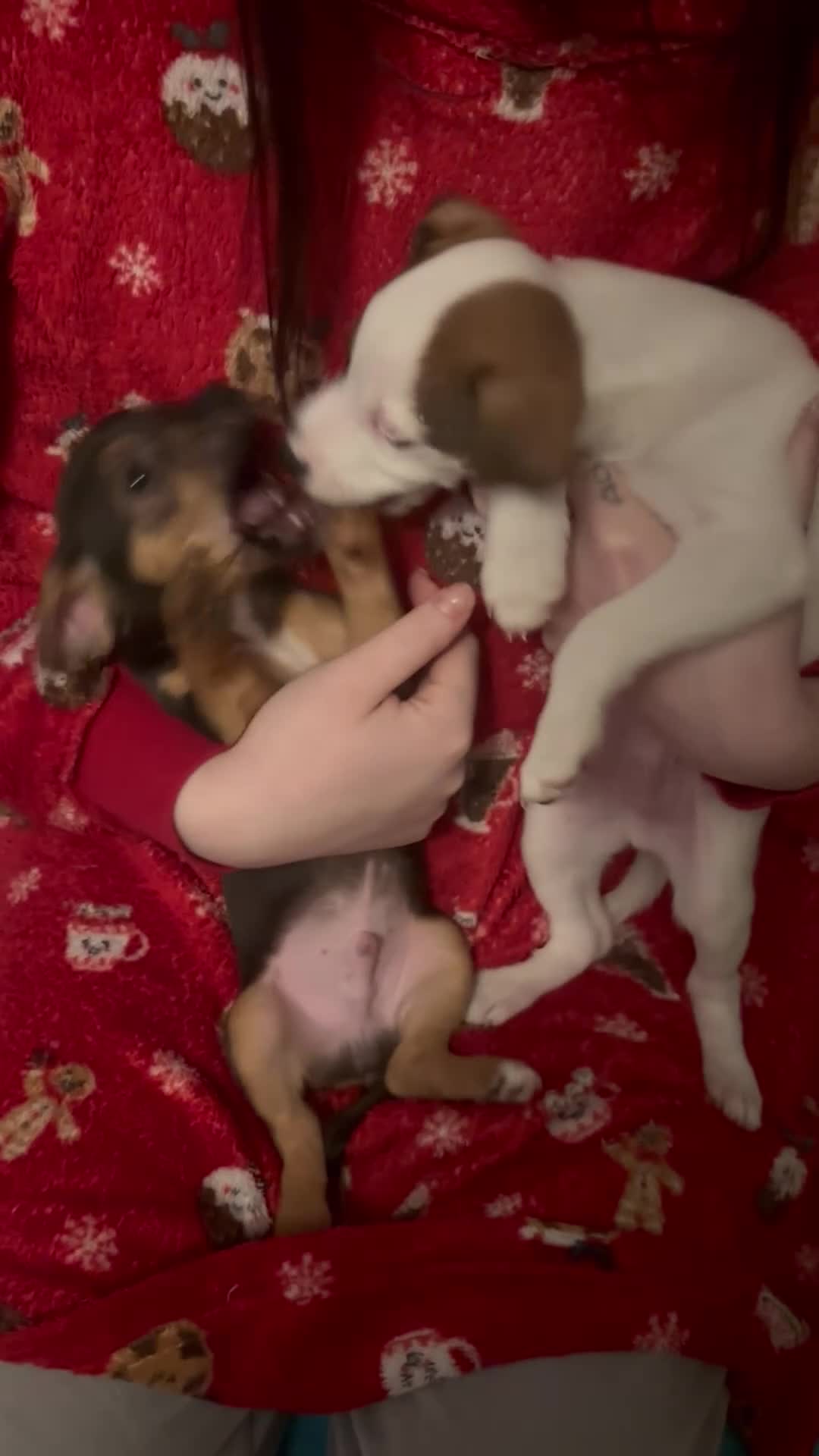 Jack Russell dogs for sale: Jack Russell’s  - Video 2